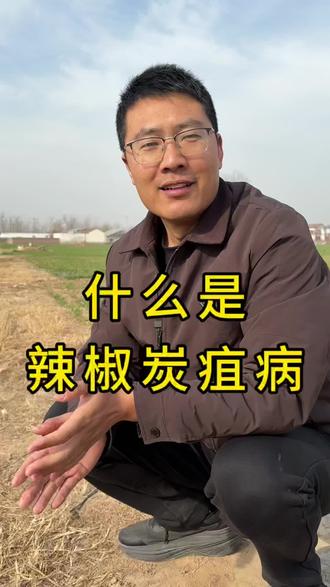 炭疽病防治措施#辣椒苗期 #辣椒种植#炭疽病#病害防治