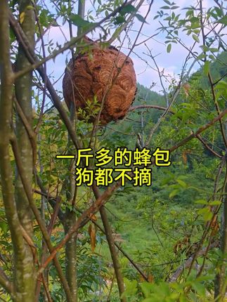 重庆全城想吃新鲜蜂蛹,70包邮到家。,要有原则,你不择我择,我不择别人择,别人择还不如自己择。没有什么道德,先到先得。#捅马蜂,