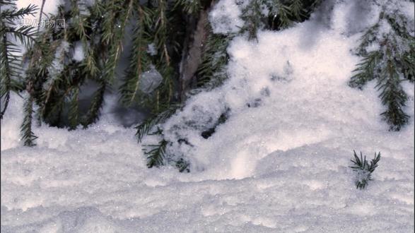 白鼬 一种可爱到死的动物 #动物世界 #神奇动物在抖音 #动物科普 #一代人有一代人的动物世界 #动物