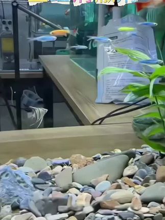 疯狂石头鱼缸浑浊水立清净水剂水质清澈剂澄清净化水清洁剂净水王#鱼缸浑浊水立清净水剂#水质清澈剂#澄清净化水清洁剂净水王 #轻松养鱼#鱼缸里的大自然