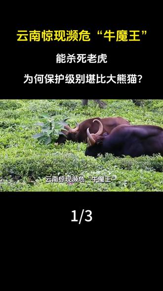云南惊现濒危“牛魔王”,能杀死老虎,为何保护级别堪比大熊猫?#科普 #涨知识 #印度野牛 #濒危物种