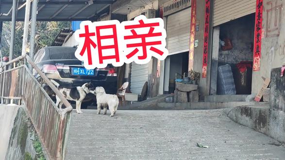 土狗和洋狗相遇能否摩擦出爱的火花,相亲成功