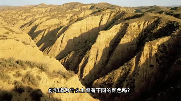 为什么土壤有不同的颜色? 土壤有各种颜色,是因为里面含有多种矿物质。
土壤富含矿物质铁,就会呈现黄色,比如黄土高原的黄土。
铁在湿润的空气中很容易氧化,变成红色或者棕色的氧化铁,土壤会呈现出红色或者棕色,比如南方的红壤。
至于颜色很淡的灰色土壤,是因为长期缺氧或者富含石英、高岭土等矿物,比如稻田的泥土或者荒漠的灰钙土。
而黑色,是来自植物残体经微生物分解后形成的腐殖质—— 这是一种稳定的黑色有机胶体,能长期附着在土壤颗粒上,让土壤呈现均匀的黑色,比如东北的黑土。
#成长 #科学知识 #少儿百科 #儿童百科 #十万个为什么 @抖音精选官方账号 @抖音创作小助手 @创作灵感小助手 @抖音小助手 @DOU+上热门