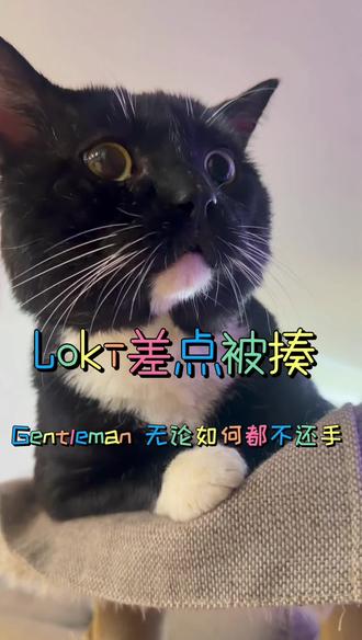Loki是真正的砖头man #这猫一看就是练家子 #猫咪 #猫咪