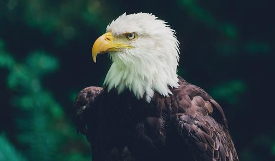 北美洲有哪些神奇动物 #神奇动物在抖音