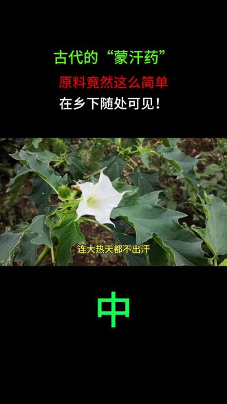 古代的“蒙汗药”,原料竟然这么简单,在乡下随处可见!