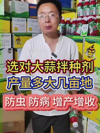 选对大蒜拌种剂,产量多大几亩地,防虫防病还增产 #大蒜拌种 #大蒜 #大蒜种植