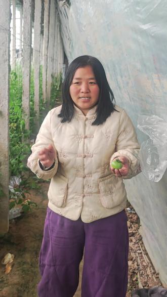 大棚蜜蜂授粉,是好是坏? #三农 #蜜蜂授粉 #蜜蜂 #大棚 #种植技术