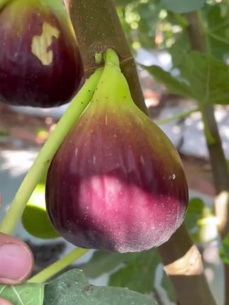 无花果树苗 无花果树苗#无花果苗#盆栽无花果#无花果#无花果种植