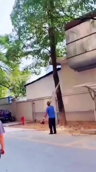 碍事大木轻松搞定 碍事大木都倒地 除木好方法,省时省力又省心 #大树 #除树 #除树烂根 #除树剂死树剂 #三农 v