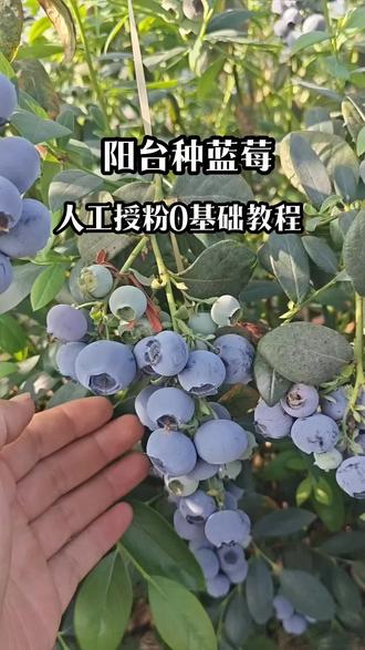 蓝莓人工授粉 阳台种蓝莓是不是开了花,坐不住果,0基础人工授粉教程来啦,坐果不再难#蓝莓 #蓝莓苗 #蓝莓熟了 #蓝莓种植 #阳台种植