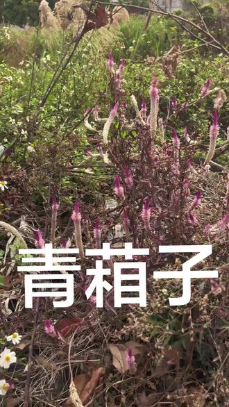青葙子的作用功效 青葙子是一种传统中药,主要功效是清肝火、明目退翳,对于肝火过旺引起的眼睛红肿疼痛、视物模糊以及头痛眩晕等症状有显著改善效果,同时也有一定的辅助降血压和抗氧化作用。临床常用于治疗眼部炎症及相关不适。
一、核心功效
清肝泻火:青葙子性质偏寒,擅长清除肝经实火,能有效缓解肝火上炎引起的目赤肿痛、烦躁头痛、面红耳赤等问题。1.
明目退翳:对风热或肝火导致的视物模糊、眼生翳膜(类似角膜浑浊或白内障早期表现)有改善作用,常与决明子、夏枯草等配伍增强疗效。2.
缓解眼部炎症:其活性成分对金黄色葡萄球菌等常见致病菌有一定抑制作用,可辅助减轻结膜炎等细菌感染引发的眼部红肿。