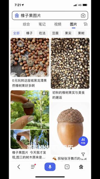 初冬时节的舌尖山珍——苦槠豆腐秋冬更迭,山色渐彩。山林中,有一种树,正悄然完成它一年中最沉默的奉献。那便是苦槠树,晨练途中时常见到。在新亭子路段就有一株树干苍褐、虬枝盘曲的大苦槠树,它的一半枝干横跨公路,远望如同一把打开的大伞。苦槠树的叶子不似香樟那般油亮,也不及乌桕那般斑斓,墨绿色的小叶片边缘带着些小锯齿,朴素得近乎严肃。此时节,苦槠子成熟了。它们藏在带刺的、毛茸茸的壳斗里,待到秋深霜降,壳斗裂开一道小口,那深褐色、光溜溜的籽实,便“啪”地一声,跳脱出来,滚落在地。那样子,像微缩的板栗,顶着一枚浅色的、圆圆的脐,憨拙可爱。小时候常和伙伴一起拾苦槠子。拾过苦槠子的人都知道,那是需要些机缘与耐心的。最好是在一场夜雨后的清晨,拎一个袋子,然后去往有苦槠树的山林。林间的地上,铺着厚厚的、松软的落叶,脚踩上去,发出“沙沙”的、寂寞的响动。你得弯下腰,拨开那些金黄的、赭红的落叶,像寻觅珍宝一般,去发现那些深褐色的小点。它们三三两两,或藏在石缝,或隐于苔藓,每一颗的发现,都带来一阵微小的、无可言说的欢喜。那冰凉而坚实的触感从指尖传来,仿佛直接握住了山的心脏。刚拾回来的苦槠子,是不能直接做豆腐的,需摊开晾晒数日,让冬阳收走最后的水汽,晒至外壳开裂,再碾压取出果仁。用冷水将果仁浸泡两日,中途需换水两到三次,目的是为了去除其中的涩味。接下来,要将这硬如小石子的果仁磨成浆,在石磨悠长而富有韵律的歌唱中,乳白色的浆汁从磨缝间汩汩流出,氤氲着一股清涩的草木气息。磨好的浆汁须用细纱布滤过,滤掉粗糙的渣滓,只留下最精华的部分。过滤后的浆汁得静置沉淀一段时间,然后倒去上层黄色清水,如此重复两三次,目的也是去涩。接着才是做苦槠豆腐的关键,也是最考验火候的一步——熬煮。将沉淀的淀粉与清水调和,倒入大铁锅中,以文火慢熬,用一把长柄锅铲,顺着一个方向,不停地、耐心地搅动。这是一个由稀至稠、由混沌至清明的奇妙过程。起初,是乳白色的浆水,随着温度的上升与持续的搅动,它开始变得粘稠,泛起一个个透明的、晶亮的气泡,颜色也转为一种温润的、浅褐色。那原本有些冲鼻的涩味,在热力的作用下,渐渐转化为一种沉稳的、令人安心的暖香,弥漫在整个厨房。熬好的浆糊,趁热倒入一个方正的木框里,让其自然冷却、凝固。待到完全凉透,便成了地道的苦槠豆腐。它不再是那深褐的山野之实,而是脱胎换骨,成了一方温润如玉的糕体。颜色是浅浅