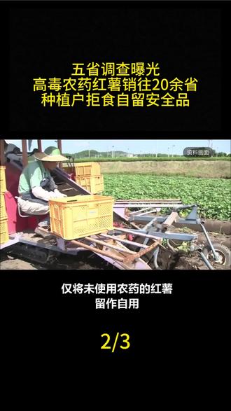 五省调查曝光:高度农药红薯销往20余省,种植户拒食自留安全品#军事科普 #军事科技 #军事迷