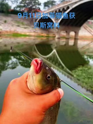 2025年9月11日安阳河加菲猫鱼获。#贝斯窝料