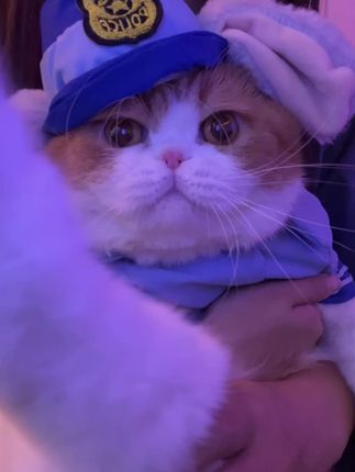 当猫咪开始跳擦边舞…#猫咪摇#记录猫咪日常 #弗列加特 #猫粮 #弗列加特牛奶冻干