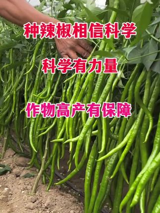 种辣椒要相信科学,科学有力量,作物高产有保障。#农业种植技术 #辣椒种植 #种植小技巧 #优质农产品 #三农