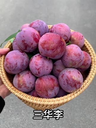 香甜爆汁 巨好吃!花青素丰富,小朋友和女孩子吃都很不错!#新鲜应季水果 #巨好吃花青素 #推荐 #三华李 #超便宜超划算 - 抖音
