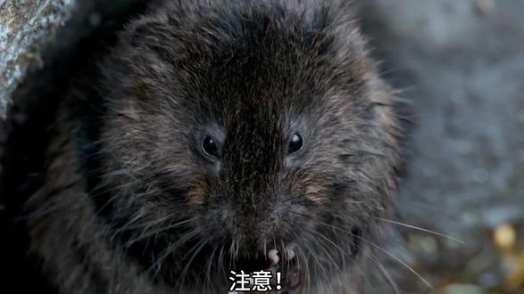 献给每一位生活在丛林里拼命奔跑的你!#野生动物零距离 #动物世界 #萌宠出道计划