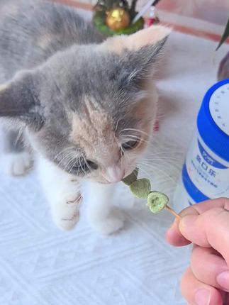 这是快速减少小狗小猫臭鸡蛋嘴儿的冻干#唯特口气清新冻干 #养狗经验分享 #新手养狗#科学养宠攻略 #科学养宠