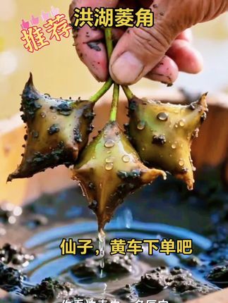 #原创视频 #抖音新农人 #你见过吗 #抖音助农扶农 #洪湖老菱角🔥@仙子好物带货橱窗 🔥@抖加🔥上热门🔥dou+🔥热点宝 🔥@Dou音助手 🔥@仙子,黄车下单吧🔥