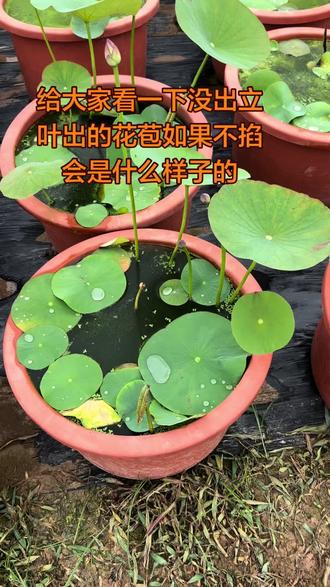 该掐就掐.别犹豫,没有立叶的花不要也罢,如果荷花长势不好,也掐#荷花#掐花苞