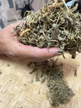 紫花地丁,知道可以干嘛用的吗? #植物科普 #潮汕人 #潮汕话 #你见过这种植物吗 #三农