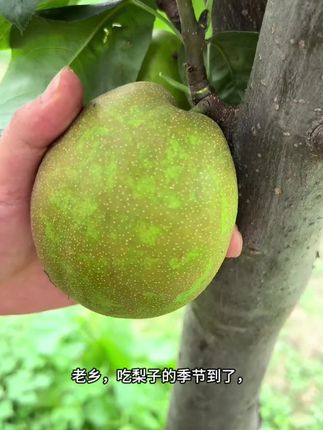 怀念家乡的翠冠梨了吗,脆脆甜甜汁水超多#翠冠梨 #梨子 #应季水果