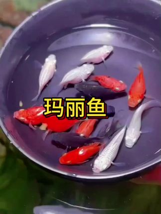 #玛丽鱼#鱼宝宝#养鱼人#鱼缸#鱼缸里的大自然