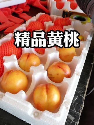 精品大黄桃,爆甜#黄桃 #绥中黄桃 #大黄桃熟了 #桃子超甜 #桃子熟了
