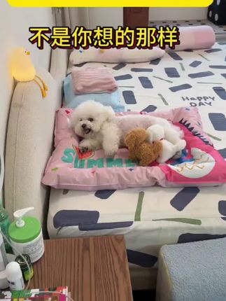 我家狗居然把电动小狗当成孩子了,走哪里都带着#狗狗玩具 #萌宠好物 #养狗经验分享