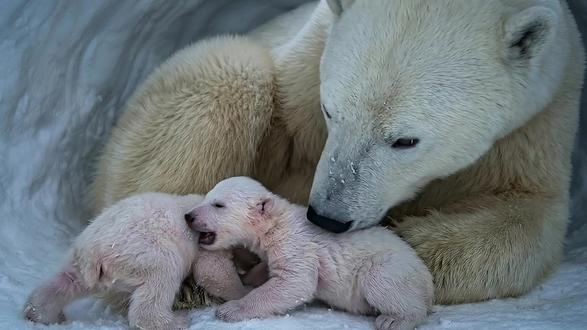 北极熊妈妈冬眠的日子