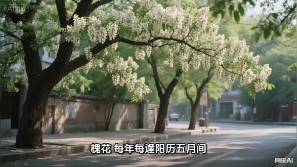 槐花 小小的槐花承载着父辈的智慧和儿时的欢乐。
