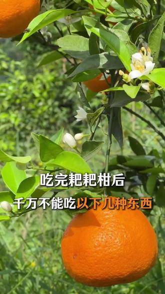 吃完春见耙耙柑千万不能吃以下几种东西 #耙耙柑 #春见耙耙柑 #春见 #知识科普
