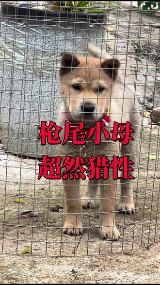 #广西土猎犬 #实战猎犬 #猎犬热爱 枪尾小母!猎性爆表!
