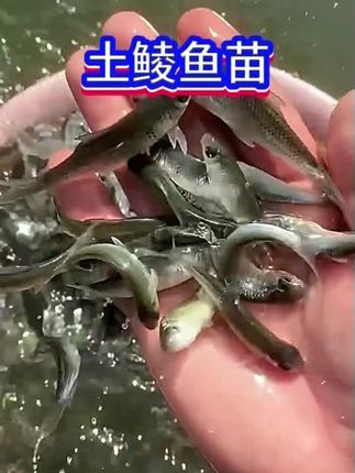 土鲮鱼苗,底层鱼类,可以高密度养殖,低成本,高收益,杂食性鱼类,肥水就可以长大#水产人 #优质鱼苗 #高密度养殖 #水产养殖 #新农人计划