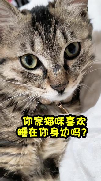 你知道为什么猫咪喜欢睡在你床上呢?
它总在深夜悄悄爬上床,蜷成一团毛球,呼噜声像老式收音机调频的沙沙声。不占地方,却填满整片安心。摸摸头,它眯眼笑——原来被需要,是这么轻又这么重的事。#宠物知识 #宠物#猫咪#萌宠#萌宠出道计划
