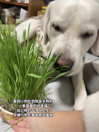 用时一周小狗就能吃到新鲜的小麦草啦!自己动手真的很有意义#拉布拉多