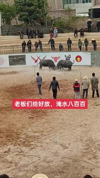 大水淹不好放#斗牛爱好者 #斗牛 #斗牛视频