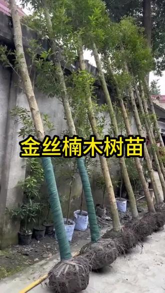 正宗金丝楠木树苗 名贵优质小叶桢楠 耐寒耐旱 庭院盆栽地栽 绿植#金丝楠木树苗