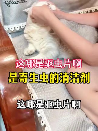 这哪是驱虫片啊 是寄生虫的清洁剂 #猫#猫咪#新手养猫 #养猫经验分享 #养猫人