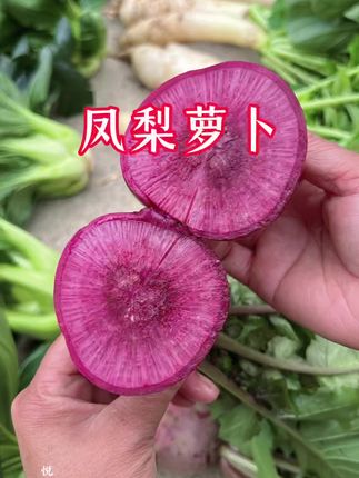 又到种植凤梨萝卜的时候,大家种子都准备好了吗#我的小菜园 #种菜 #种植小技巧