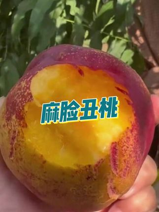 离核黄肉麻脸油桃#新鲜采摘 #应季水果 #麻脸油桃 #离核桃 #桃子