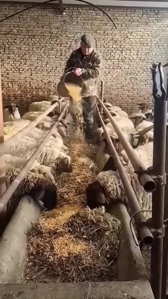 养羊技术交流、养羊经验分享#养羊人 #养殖技术 #农村创业养殖 #三农养殖