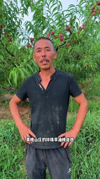 玉屏侗族自治县黄桃山庄的珍珠早油桃熟了,7月13日开园,欢迎大家来采摘,脆甜脆甜,好吃#新鲜采摘 #原生态水果 #桃子熟了