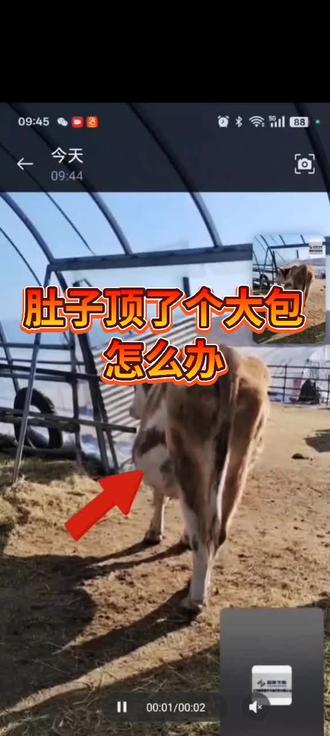 肚子上顶了个大包怎么办#养牛 #养牛人 #三农#养牛技术 #腹壁疝 #养牛