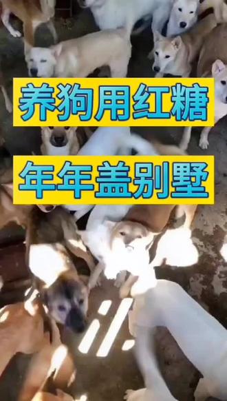 养狗用红糖的好处,点赞收藏#文明养犬从我做起 #文明遛狗 #你养狗了没有