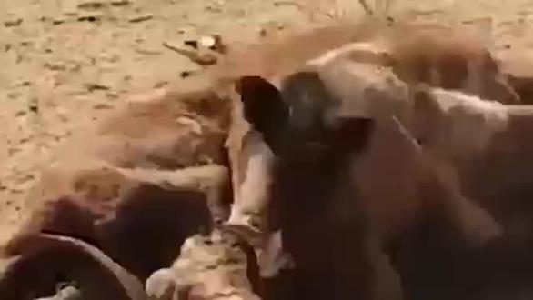 野猪钻进牛肚吃肉,6秒后野猪绝望了,镜头记录全过程#动物世界记录大自然的生存法则就是这样弱肉强食