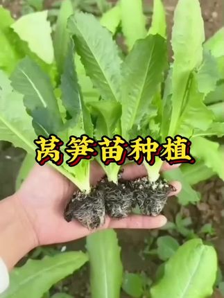 #莴笋苗种植#种菜#种植#农业种植#菜地