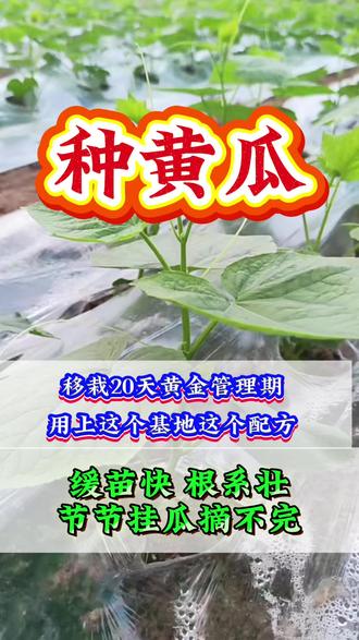 #黄瓜种植 #黄瓜管理 #黄瓜移栽黄金期 #蔫苗黄叶怎么办 #霜霉病防治 #黄瓜卫士效果 #黄瓜高产秘诀